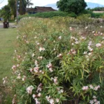 Petite Salmon (Nerium oleander ‘Petite Salmon’) (Nerium oleander 'Petite Salmon')