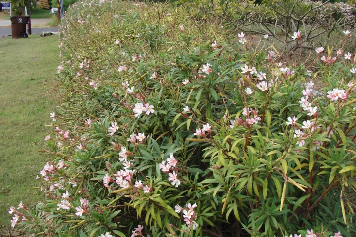 Nerium oleander 'Petite Salmon'