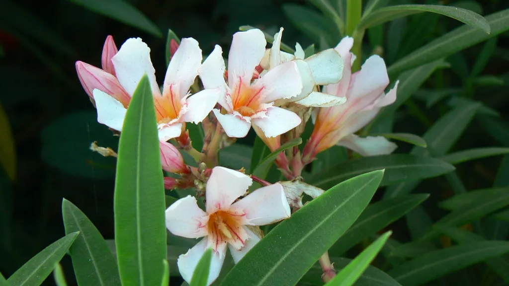 Nerium oleander 'Petite Salmon' – Blüten in Nahaufnahme, Pflanzenfoto