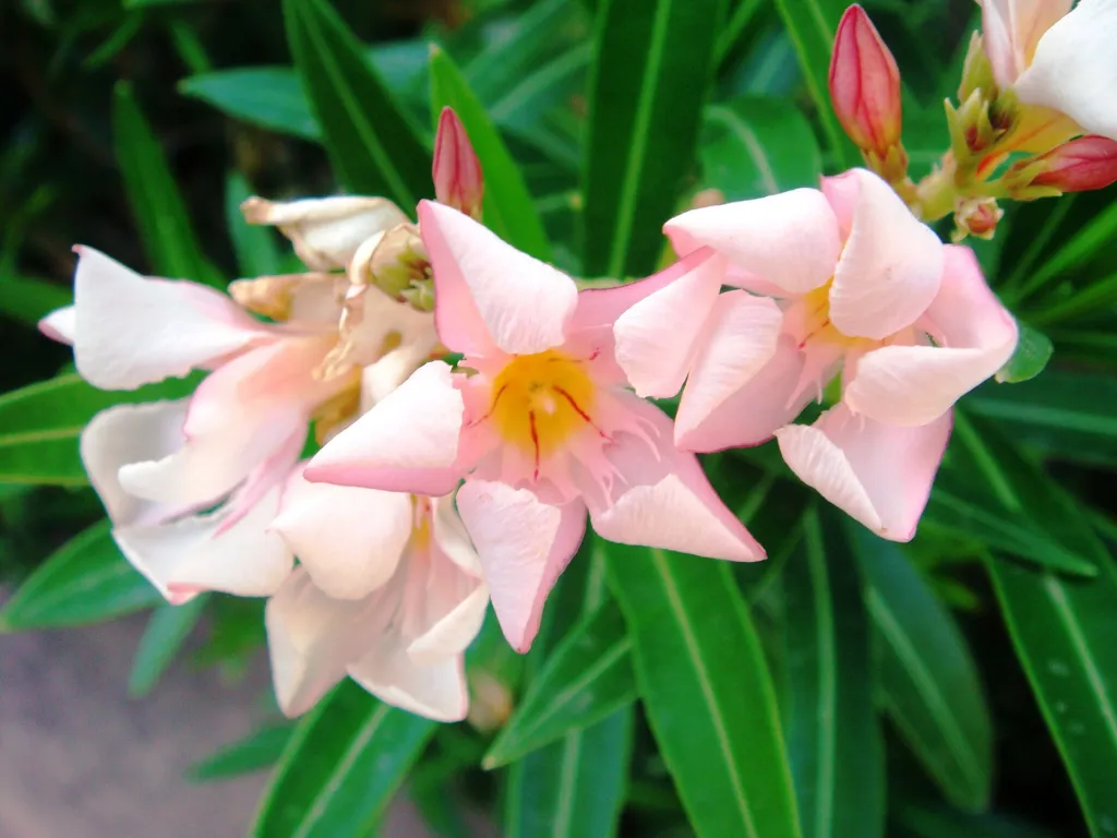 Nerium oleander 'Petite Salmon' – am natürlichen Standort, Pflanzenfoto