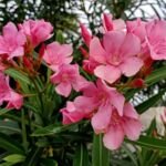 Nerium oleander 'Pink Beauty' – fotografia rastliny