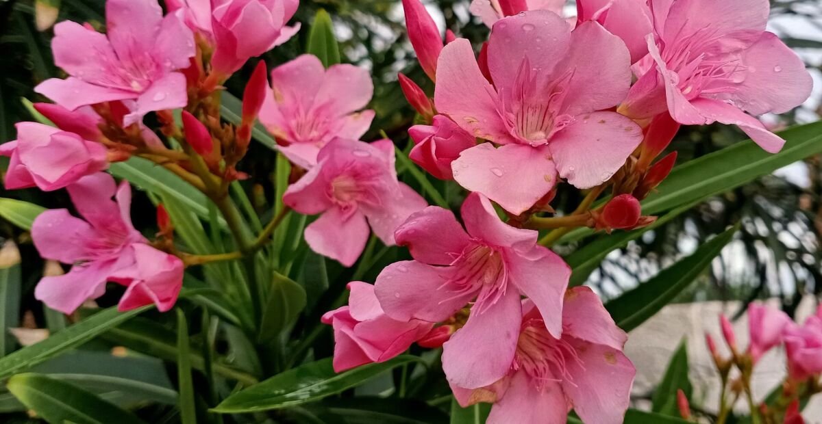Nerium oleander 'Pink Beauty' – plant photo