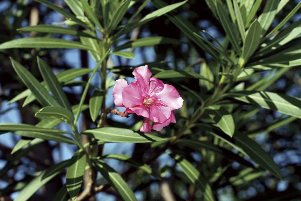 Pink Beauty (Nerium oleander ‘Pink Beauty’) (Nerium oleander 'Pink Beauty') – natural