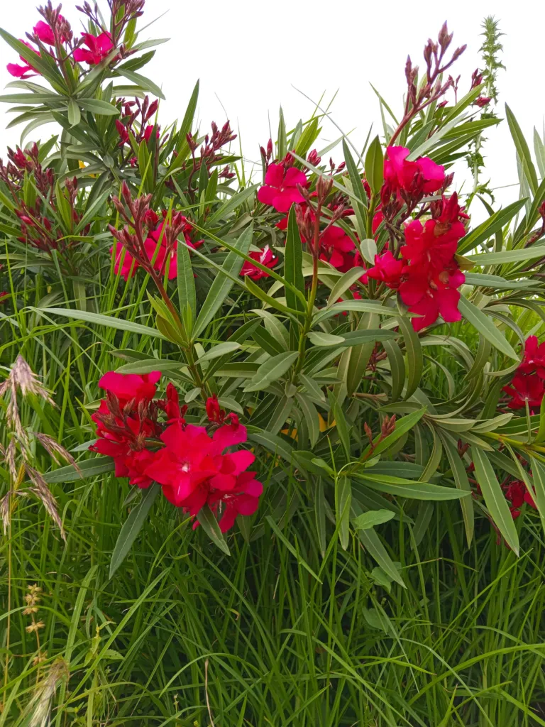 Pink Beauty (Nerium oleander ‘Pink Beauty’) (Nerium oleander 'Pink Beauty')