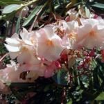 Nerium oleander 'Provence' – Pflanzenfoto