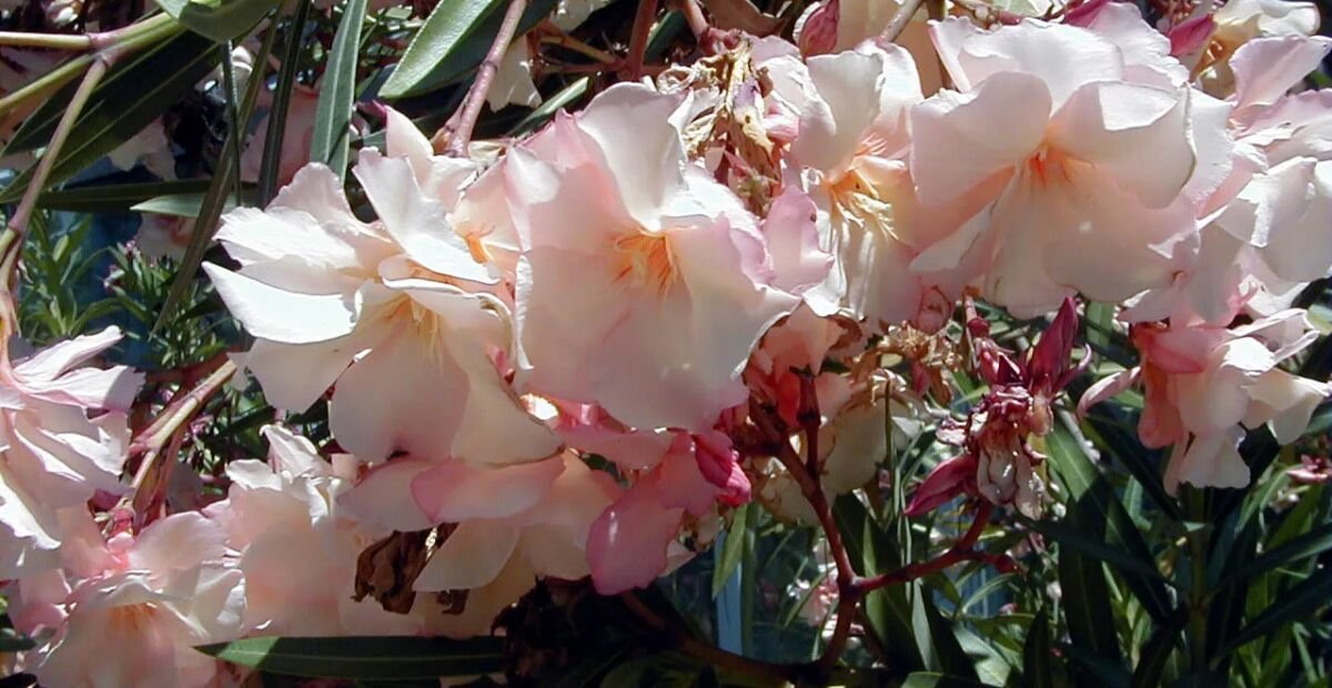 Nerium oleander 'Provence' – plant photo