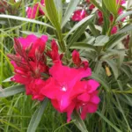 Red Beauty (Nerium oleander ‘Red Beauty’) (Nerium oleander 'Red Beauty') – plant photo