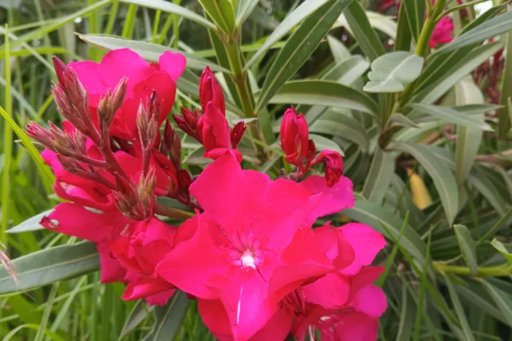 Nerium oleander 'Red Beauty'
