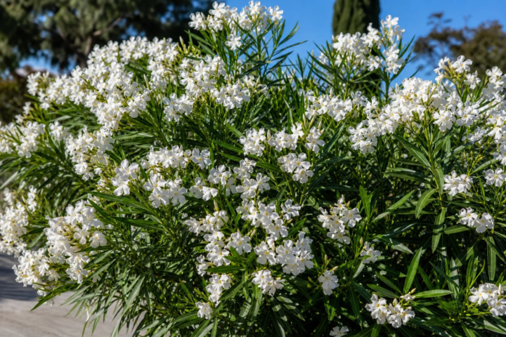 Nerium oleander 'Sister Agnes'