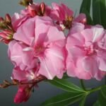 Nerium oleander 'Splendens' – fotografia rastliny