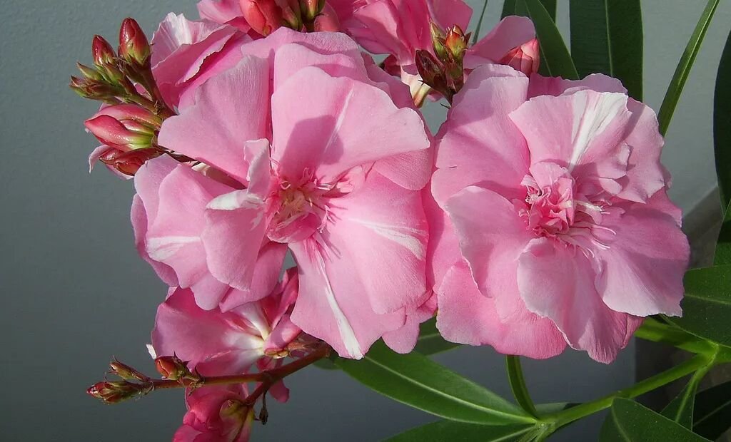 Nerium oleander 'Splendens' – plant photo
