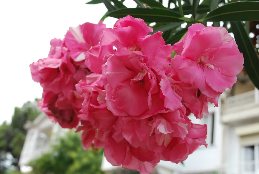 Nerium oleander 'Splendens' – typisches Erscheinungsbild, Pflanzenfoto