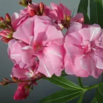 Splendens (Nerium oleander ‘Splendens’) (Nerium oleander 'Splendens') – plant photo