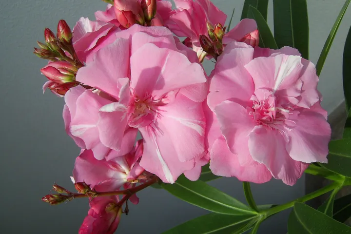 Nerium oleander 'Splendens'