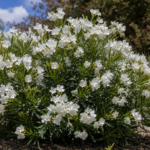 Nerium oleander 'White Sands' – zdjęcie rośliny