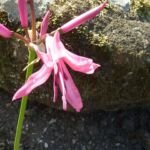 Neryna Nerine bowdenii (Nerine bowdenii) – zdjęcie rośliny