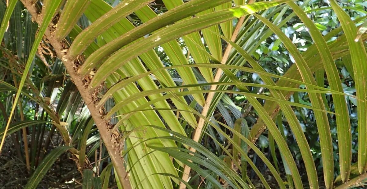 Nikau (Rhopalostylis sapida) – fotografia rastliny