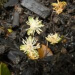 Normanbya normanbyi – zdjęcie rośliny