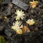 Normanbya normanbyi care guide (Normanbya normanbyi) – plant photo