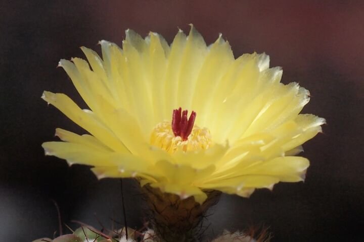 Notocactus 'Ottonis'