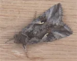 Nottua gamma