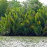 Nypa fruticans – foto della pianta