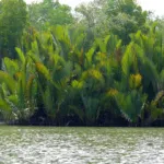 Nipa Palm (Nypa fruticans) – plant photo
