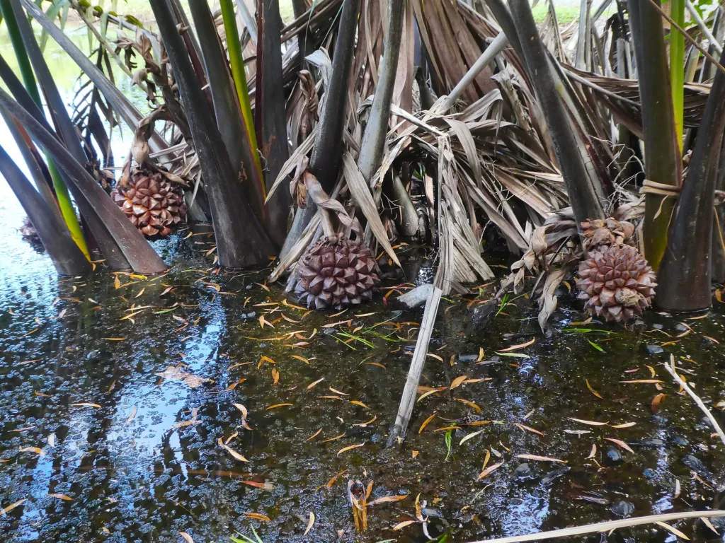 Palma nipa (Nypa fruticans) – fruit in close-up, plant photo
