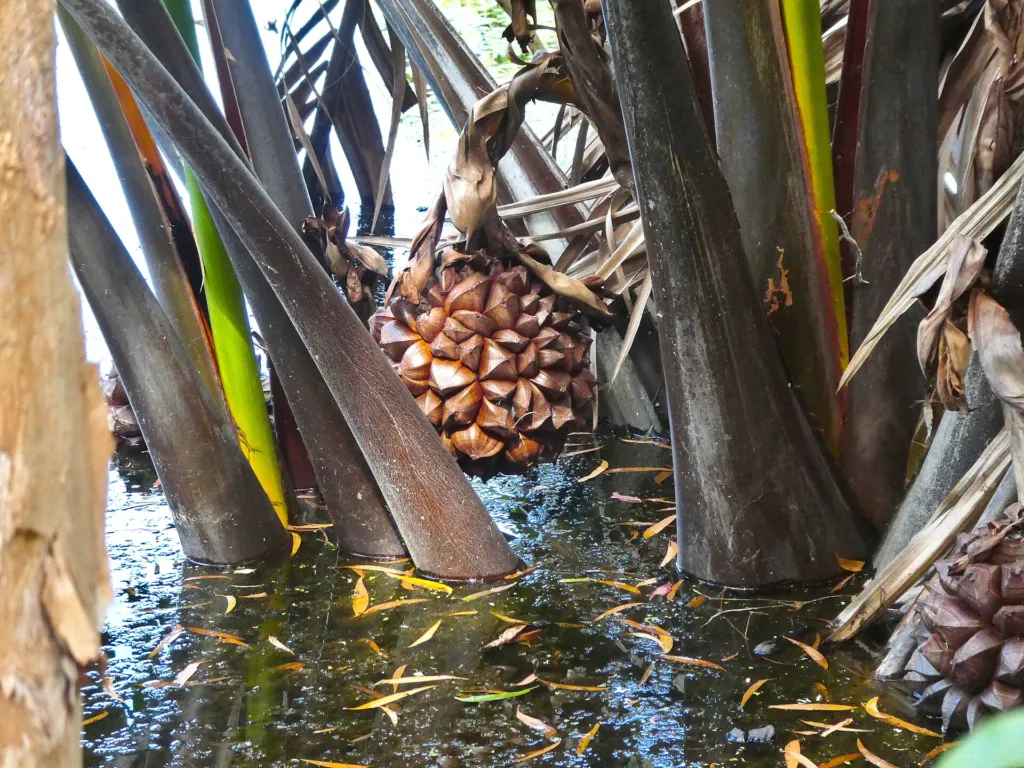 Palma nipa (Nypa fruticans) – fruit in close-up, plant photo