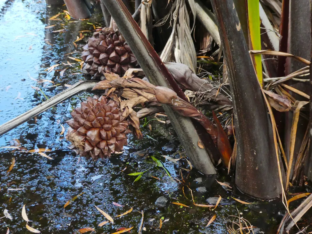Palma nipa (Nypa fruticans) – fruit in close-up, plant photo