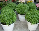 Ocimum basilicum minimum: guida alla coltivazione