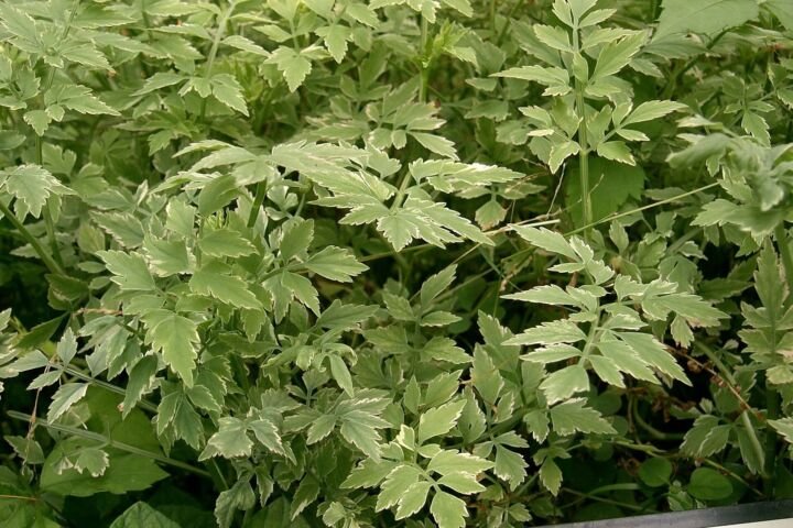 Oenanthe javanica