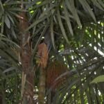 Oenocarpus bacaba – zdjęcie rośliny