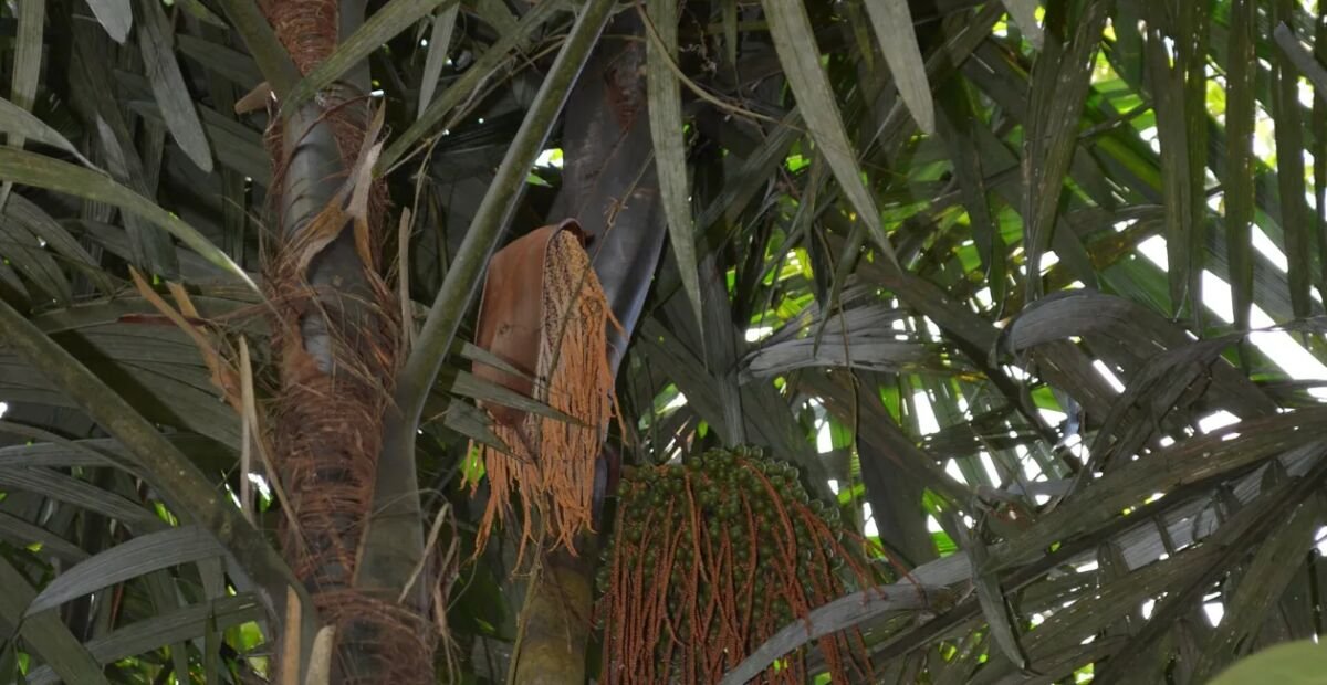 Oenocarpus bacaba – plant photo