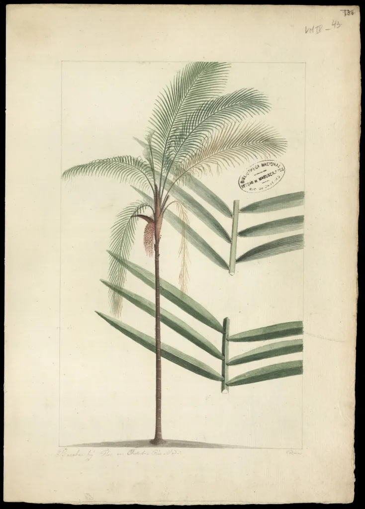 Oenocarpus bacaba care guide (Oenocarpus bacaba) – characteristic appearance, plant photo