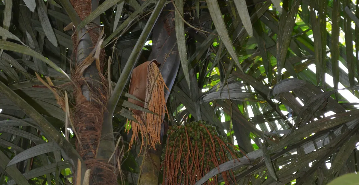 Oenocarpus bacaba – plant photo