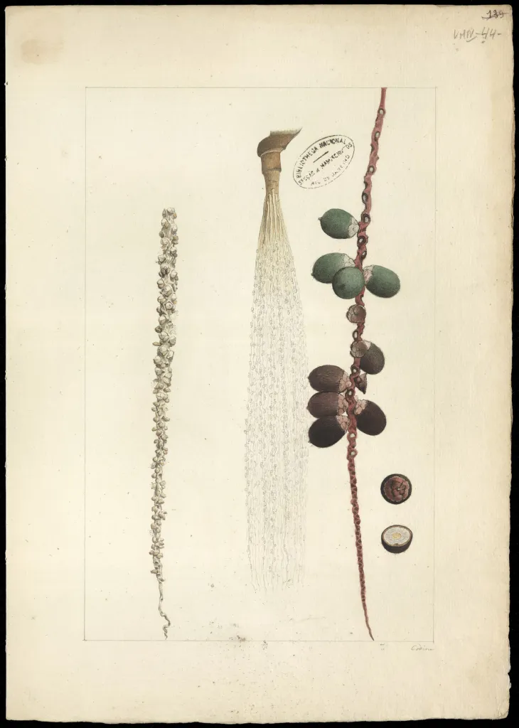 Oenocarpus bacaba care guide (Oenocarpus bacaba) – characteristic appearance, plant photo
