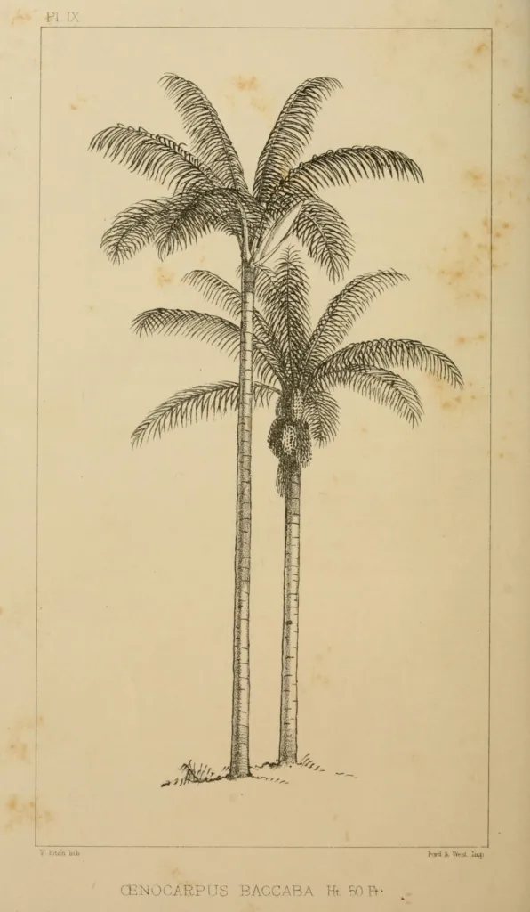 Oenocarpus bacaba care guide (Oenocarpus bacaba) – characteristic appearance, plant photo