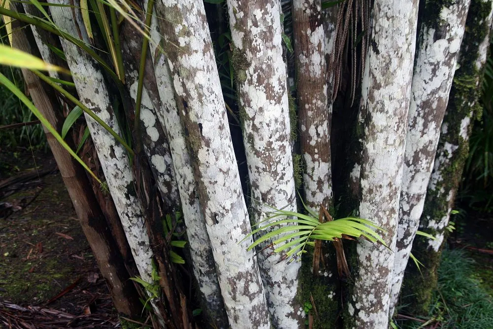 Oenocarpus bacaba care guide (Oenocarpus bacaba) – in a garden setting, plant photo