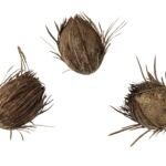 Oenocarpus bataua – zdjęcie rośliny