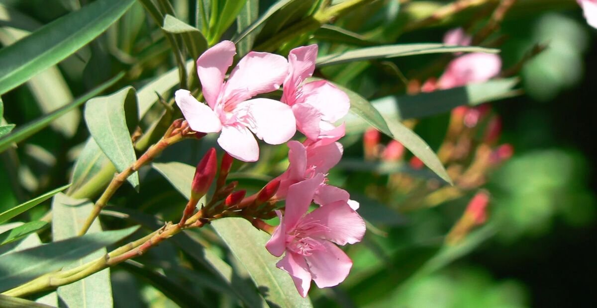 Oleander 'Apple Blossom' (Nerium oleander 'Apple Blossom') – fotografia rastliny