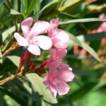 Oleander ‘Apple Blossom’ (Nerium oleander 'Apple Blossom') – zdjęcie rośliny