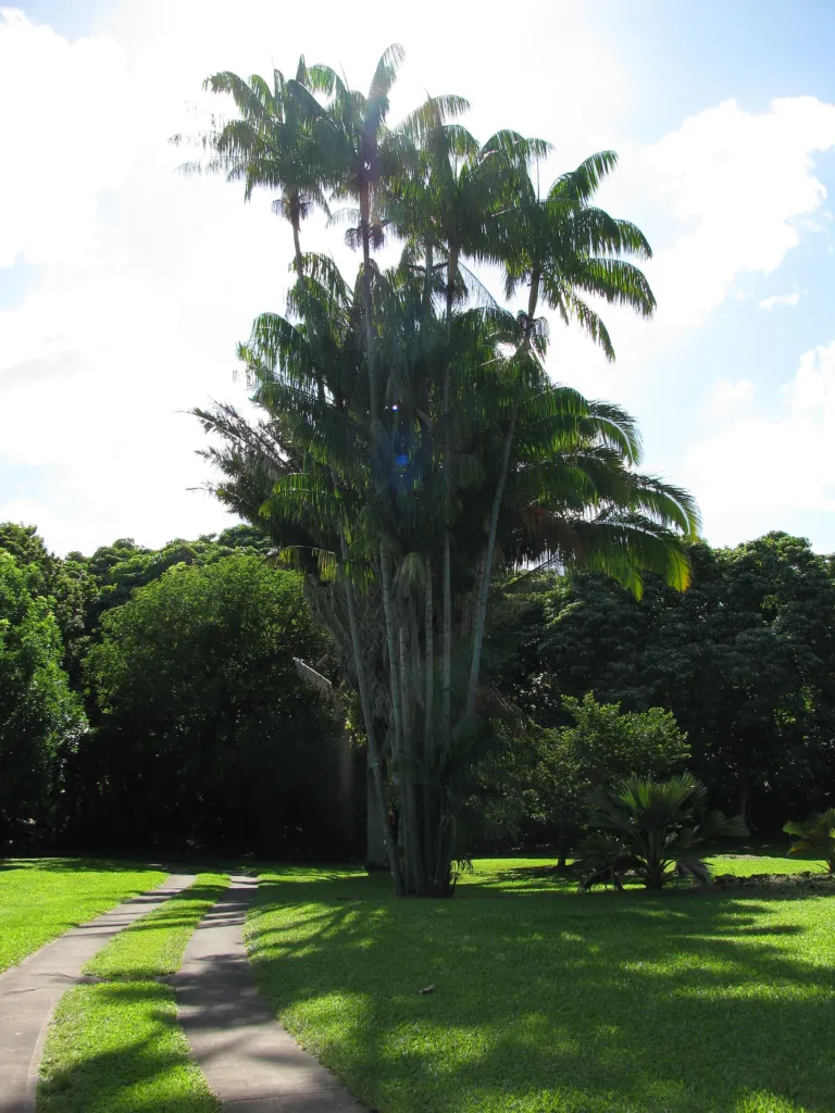 Nibong palm is an Asian species of palm tree in the family Arecaceae (Oncosperma tigillarium)