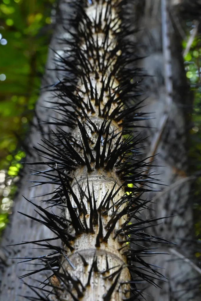 Nibong palm is an Asian species of palm tree in the family Arecaceae (Oncosperma tigillarium) – in