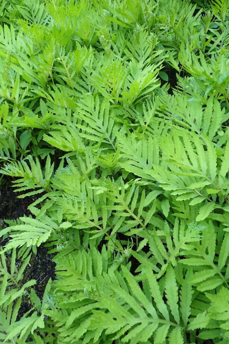 Onoclea sensibilis – foto della pianta