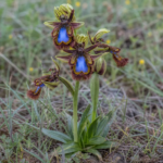 Ophrys speculum – foto della pianta
