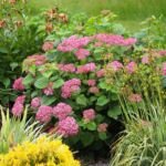 Ortensia ‘Annabelle’ (Hydrangea arborescens 'Annabelle') – foto della pianta