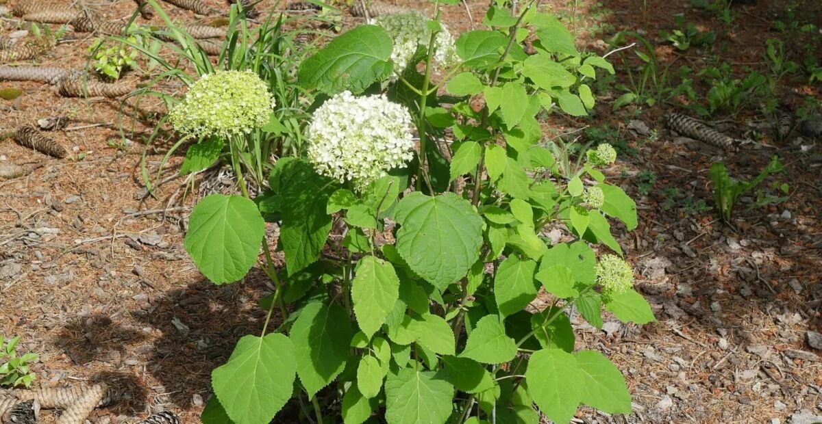 Ortensia liscia o sevenbark (Hydrangea arborescens) – plant photo
