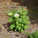 Ortensia liscia o sevenbark (Hydrangea arborescens) – foto della pianta