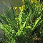 Osmunda 'Cinnamomea' – foto della pianta